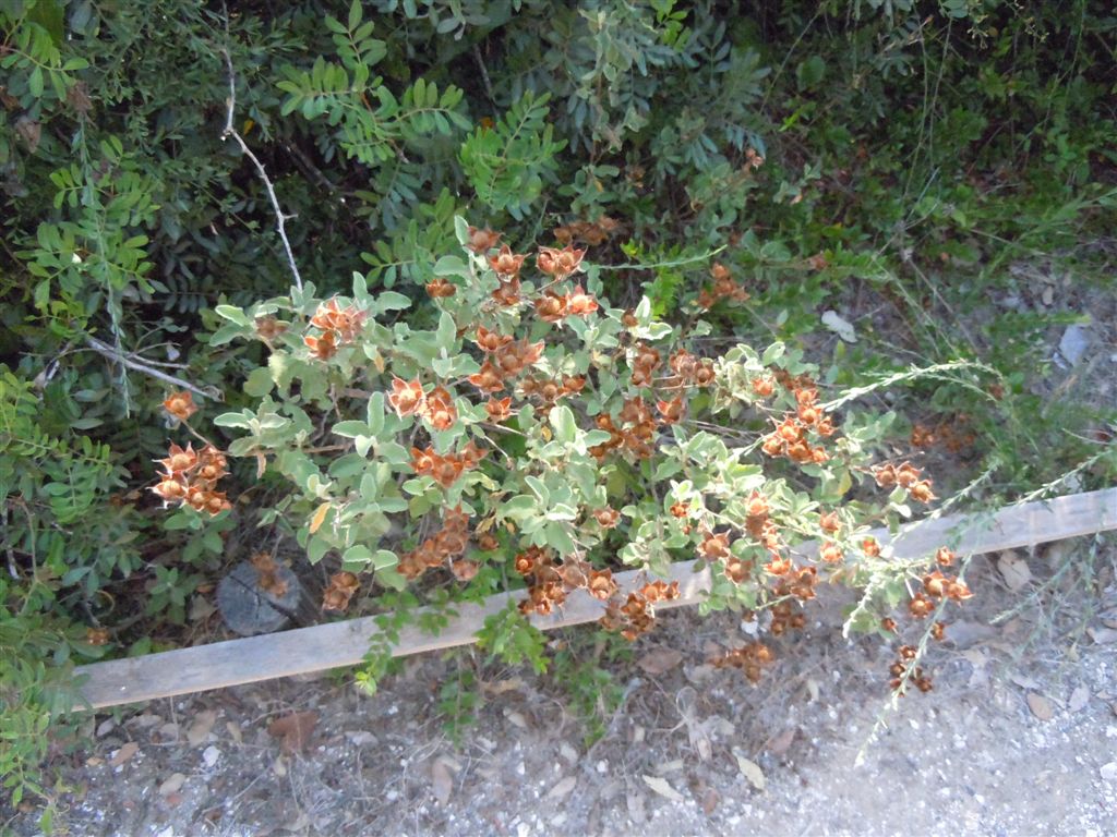 Cistus creticus / Cisto di Creta